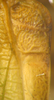 CollectionObject 1476144; 7f1c841b-e43b-4a4a-8528-5065deb643d9: male left stridulatory area (holotype). (CollectionObject).