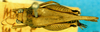 CollectionObject 1581428; cf376aa3-3ef1-4919-9ea2-398b8cfaae0e: female, dorsal view. (CollectionObject).