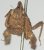 CollectionObject 1577331; 197d1cdc-70da-4fd1-91ef-fd4e837de2ba: female, frontal view (paratype). (CollectionObject).
