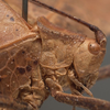 CollectionObject 1505748; 78f03c64-f318-4cbd-86f8-708f1d8849ff: female pronotum lateral (syntype). (CollectionObject).;CollectionObject 1505749; 992b8a0b-1945-480a-b4d7-1a5a2b35fd26: female pronotum lateral (syntype). (CollectionObject).