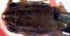 CollectionObject 1516728; 38392a6e-3e87-4833-87bf-dae51d1d2220: male head and pronotum, dorsal view (holotype). (CollectionObject).