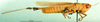CollectionObject 1501291; 90cb57e7-1e62-45c3-8ae9-fcf780e14d04: male, lateral view (holotype). (CollectionObject).