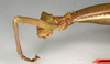 CollectionObject 1558341; NMW 839, 346a1e9a-df9c-4d47-90e4-94d02299e6d8: copyright NMW, Vienna. female: head, lateral view (holotype). (CollectionObject).