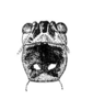 CollectionObject 1521547; 69eb0aa1-2803-40e5-b197-5395c33481ff: Fig. 28 (after male type). male head and pronotum, dorsal view (Gryllacris larvata, pronotum length 7.5 mm). (CollectionObject).;CollectionObject 1521548; f5880b39-2ae9-4037-97c3-cd374d7075f0: Fig. 28 (after male type). male head and pronotum, dorsal view (Gryllacris larvata, pronotum length 7.5 mm). (CollectionObject).