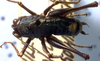 CollectionObject 1504785; 9863d039-4ce3-48f0-83e8-90dc96179999: male, dorsal view. (CollectionObject).