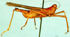 CollectionObject 1500858; 85ab7483-2a45-40be-97a5-1c0febbe3fba, DORSA D052XM02: male, lateral view (lectotype). (CollectionObject).