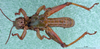 CollectionObject 1530676; bb2eff46-a62c-4d6c-9169-0e30a5663eaf: male, ventral view (syntype). (CollectionObject).