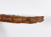 CollectionObject 1559464; b7c94d0d-8338-4d5b-93e6-57b6c0da12d6: copyright ZMHB, Berlin. Female: end of abdomen, ventral view of synonym Prisomera strumosus (holotype). (CollectionObject).