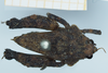 CollectionObject 1585489; 049f46ae-d941-4d72-a749-81b732e606c8: female, dorsal view. (CollectionObject).