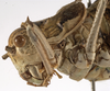 CollectionObject 1529602; 2c927482-d6aa-433d-9169-15803ad821c9: female head and pronotum, lateral biew (syntype). (CollectionObject).