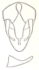 Chlorizeina unicolor unicolor Brunner von Wattenwyl, 1893: Fig. 13. male genital region and left cercus (Chlorizeina elegans). (Otu).