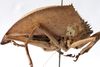 CollectionObject 1539665; 1fb2d361-6e9d-4120-8322-521192e744e9, MNHN-EO-ENSIF1151: male nymph, lateral view (holotype). (CollectionObject).