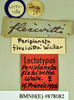 Henschoutedenia flexivitta (Walker, 1868): Lectotype, female, labels. BMNH(E)#878082. (Otu).