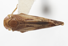 Habitus, dorsal view on Euhyloptera Fennah, 1945: (Observation).