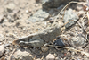 Oedipoda schochii schochii Brunner von Wattenwyl, 1884: male (Iran, 2014). (Otu).