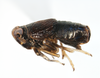 Habitus, lateral view: !! display not done !! on Pissonotus niger Morgan & Beamer, 1949: (Observation).