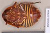 Polyzosteria limbata Burmeister, 1838: Copyright Natural History Museum, London. Lectotype (female) of synonym Polyzosteria nitens Walker, 1868 in BM(NH). Ventral view. (Otu).