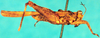 CollectionObject 1580808; d4b3ed8b-c948-4934-b5ce-48eb5a0d42e7: male, lateral view (syntype). (CollectionObject).