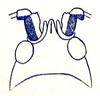 Mesagraecia laticauda (Karny, 1926): Fig. 48. female head, dorsal view. (Otu).