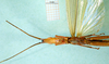 CollectionObject 1500261; a5a184c3-dfac-4f85-9c01-2de6d0a55eb6: male, ventral view (paratype). (CollectionObject).