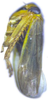 Habitus, lateral view: male. (Observation).
