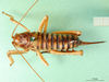 CollectionObject 1501962; 966b5713-e854-4e1f-b28c-759ad73db253: female, dorsal view (syntype of Hemideina ligata). (CollectionObject).