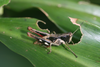 FieldOccurrence 77; b1c73eed-a0d0-4de6-9e5a-61bc1fb4655c; Tanzania
Amani E Usambara, 2011/12/11: (FieldOccurrence).