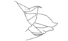 Seabracris cincta cincta (Saussure, 1859): Fig. 208. female abdomen tip, lateral view. (Otu).