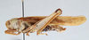 CollectionObject 2775438; c3318a71-7e95-49c5-9754-5936c243eb3e, CNCI 1012899: Acanthacris ruficornis. Lateral view. (CollectionObject).
