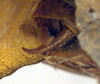 CollectionObject 1500608; 195d9e36-1b3d-4545-bb1f-167f8f4800d0, DORSA BTtroamyHTM: male cerci (holotype). (CollectionObject).