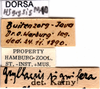 CollectionObject 1578135; d84b4097-3d20-4ef7-aa66-8a0bb64fa51f: labels. (CollectionObject).