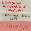 labels (paratype). Depicts CollectionObject 1516799; 1a4f9eb8-c7c8-45d8-9b0b-9f590b48e85b, a CollectionObject.
