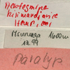 CollectionObject 1516799; 1a4f9eb8-c7c8-45d8-9b0b-9f590b48e85b: labels (paratype). (CollectionObject).