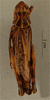 CollectionObject 1586776; 64282828-5a08-45b3-bf60-aa4e34a0e00b: female, dorsal view, (syntype). (CollectionObject).