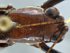 male head and pronotum, dorsal view. Depicts CollectionObject 1593124; 22755969-cfef-4a9f-814a-69618a9d7863, a CollectionObject.