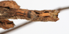 CollectionObject 1561879; 05e770bd-4413-43be-a4bf-4e5a48ea5640: copyright MHNG Geneva. female: end of abdomen, ventral view (holotype). (CollectionObject).