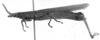 Machaeropoles rostratus rostratus Rehn, 1909: Image Carbonell, C.S. male, lateral view (possibly type). (Otu).