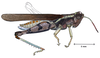Abracris dilecta Walker, 1870: male, lateral view. (Otu).