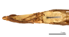 CollectionObject 1538219; 5884eb50-cf75-4c3d-82f3-91c474465706: male head and torax, ventral view (holotype). (CollectionObject).
