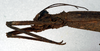 CollectionObject 1561594; NMW 60, 32e0ea99-11b4-4cd6-b71a-7954f1a5128b: copyright NMW. female: head, lateral view (syntype). (CollectionObject).