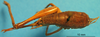 CollectionObject 1538273; dbad6e67-402f-4beb-954d-6aec423afad1: female, dorsal view (holotype). (CollectionObject).