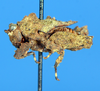 CollectionObject 1584367; feadf7d7-92ed-44dd-ba05-13469ec061a0: male, lateral view (syntype). (CollectionObject).