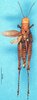 CollectionObject 1580242; de55c054-7166-4e4f-b2e0-4462fcd87d16: female, dorsal view (paralectotype). (CollectionObject).