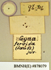 Gyna maculipennis (Schaum, 1853): Lectotype, juvenile, labels, reverse. BMNH(E)#878079. (Otu).