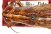 CollectionObject 1499617; 0e103b3a-2e9b-43e3-94f3-ec04a29ce423: female, head and pronotum, dorsal view (allotype). (CollectionObject).