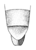 Ellipes minuta minuta (Scudder, 1862): Pl. 26 Fig. 6. female abdomen tip, ventral view. (Otu).