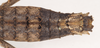 CollectionObject 1561546; NHMUK(SF IMPORT DUPLICATE) 845190, 9a44f9b5-bc60-4c86-8260-ef9e453133ea: copyright Natural History Museum, London. female: end of abdomen, dorsal view (holotype). (CollectionObject).
