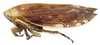 Habitus, lateral view: !! display not done !! on Acinopterini Oman, 1943: Acinopterus acuminatus, lateral habitus (INHS). (Observation).