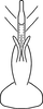 Aedeagus, ventral view on Erythridula minuta (Johnson, 1935): Aedeagus, ventral view. (Observation).