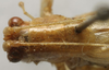 CollectionObject 1535910; 48200d88-1bdc-40b9-8dd7-df7597dff9b4: female, dorsal view (paralectotype of Xiphidiopsis mitrata) [Gonamytta occidentalis accoding to Paris 1994]. (CollectionObject).
